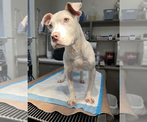 Lena (GA) - Female American Bulldog-Unknown Mix Dog for Adoption - Photo #4