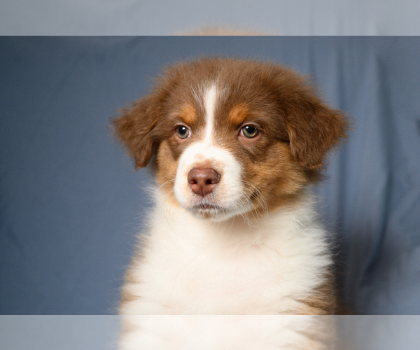 Medium Photo #1 Australian Shepherd Puppy For Sale in ROCKY MOUNT, VA, USA