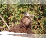 Small #11 ShihPoo