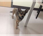 Small #4 Chihuahua Mix