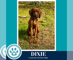 Small #2 Redbone Coonhound