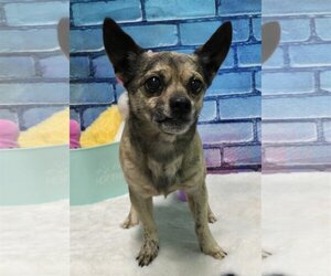 Chihuahua-Unknown Mix Dogs for adoption in Wetumpka, AL, USA