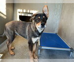 PHIL - Male German Shepherd Dog Dog for Adoption - Small photo