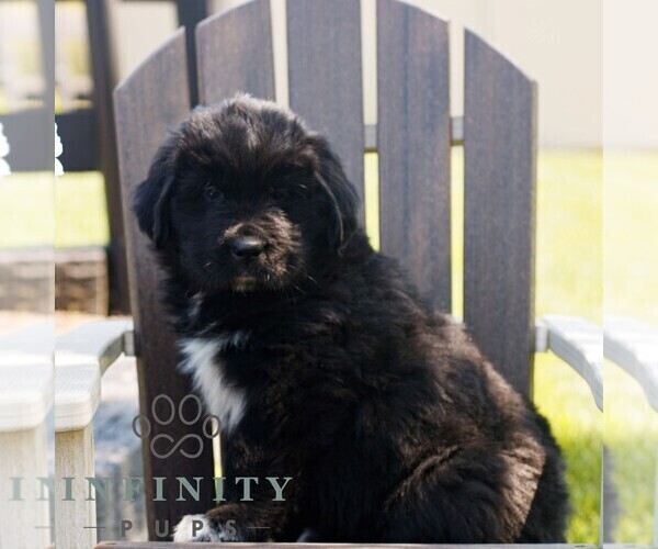 Medium Photo #2 Newfoundland Puppy For Sale in KINZERS, PA, USA