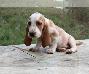 Basset Hound Puppy for sale in MUNFORDVILLE, KY, USA