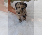 Small Photo #2 Aussiedoodle Miniature -Unknown Mix Puppy For Sale in VAUGHN, MT, USA