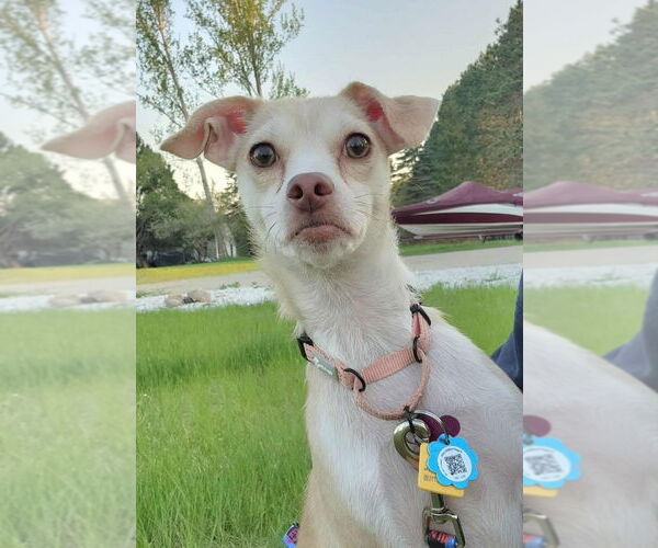 Medium Photo #2 Chihuahua-Unknown Mix Puppy For Sale in Plymouth, MN, USA