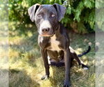 Small #17 Mutt