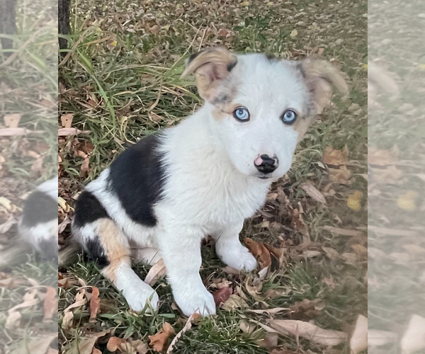 Medium Photo #1 Australian Shepherd-Pembroke Welsh Corgi Mix Puppy For Sale in SANFORD, CO, USA