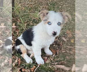 Australian Shepherd-Pembroke Welsh Corgi Mix Puppy for sale in SANFORD, CO, USA