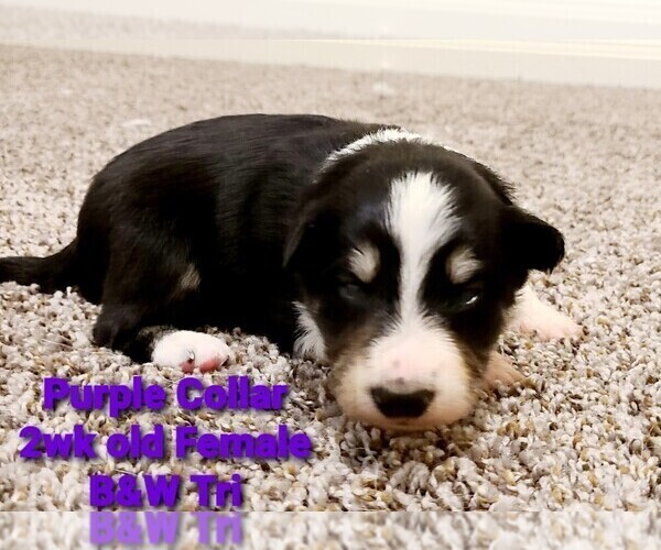 Medium Photo #2 Border Collie Puppy For Sale in ELMENDORF, TX, USA