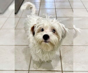 Maltipoo Dogs for adoption in Corona, CA, USA