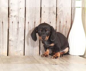 Dachshund Puppy for sale in MOUNT VERNON, OH, USA