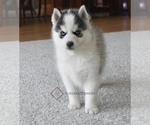 Puppy 1 Pomsky