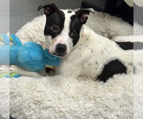 Medium Photo #4 American Pit Bull Terrier Puppy For Sale in Evansville, IN, USA