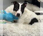 Small #3 American Pit Bull Terrier
