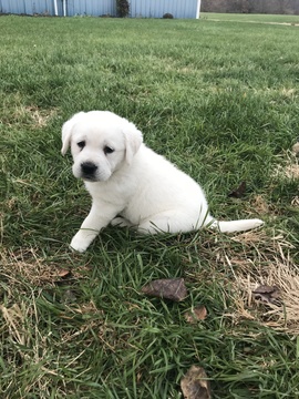 Medium Photo #1 Labrador Retriever Puppy For Sale in CAMBY, IN, USA