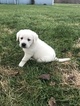 Small Photo #1 Labrador Retriever Puppy For Sale in CAMBY, IN, USA