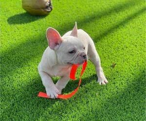 Medium French Bulldog