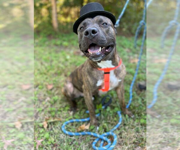 Medium Photo #4 American Pit Bull Terrier Puppy For Sale in Virginia Beach, VA, USA