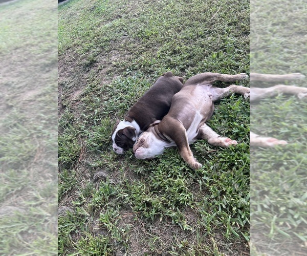 Medium Photo #18 Olde English Bulldogge Puppy For Sale in ADAMSVILLE, AL, USA