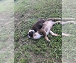 Small #17 Olde English Bulldogge