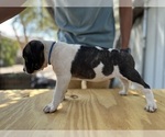 Puppy Lucky American Bulldog