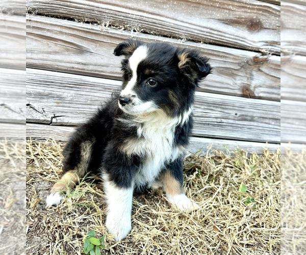 Medium Photo #1 Australian Shepherd Puppy For Sale in ORLANDO, FL, USA