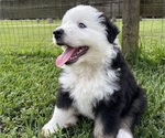 Puppy Puppy 5 Duece Australian Shepherd