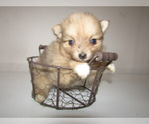 Pomeranian Puppy for sale in LOUISVILLE, KY, USA