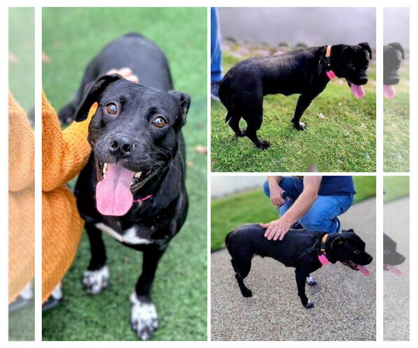 Medium Photo #6 Labrador Retriever-Unknown Mix Puppy For Sale in columbia, SC, USA