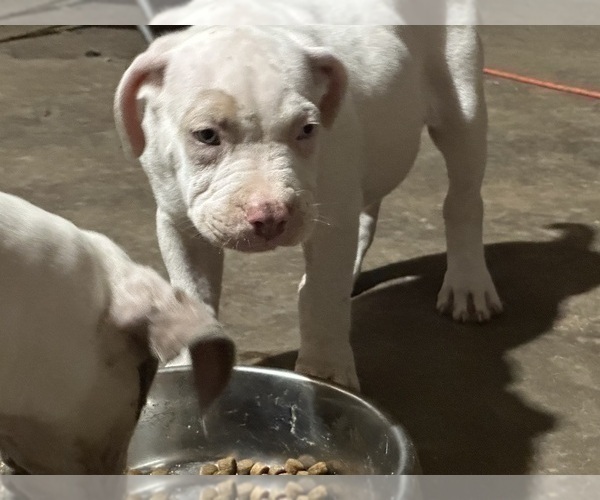 Medium Photo #11 American Bully Puppy For Sale in CHICO, CA, USA