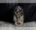 Small Photo #84 Maltipoo Puppy For Sale in WARSAW, IN, USA