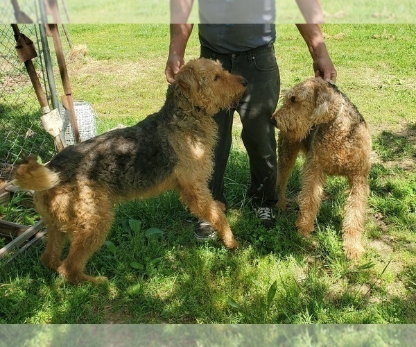 Medium Photo #11 Airedale Terrier Puppy For Sale in STEEDMAN, MO, USA