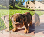 Small Photo #2 Bulldog Puppy For Sale in RIVERSIDE, CA, USA