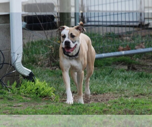 Medium Photo #4 Boxer-Unknown Mix Puppy For Sale in Aurora, IN, USA