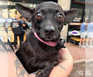 Sauce - Male Chihuahua-Unknown Mix Dog for Adoption - Photo #5