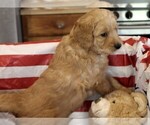 Small Photo #6 Goldendoodle Puppy For Sale in WACO, TX, USA