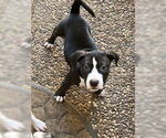 Small #5 American Bulldog Mix