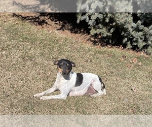 Mother of the Rat Terrier puppies born on 07/01/2026