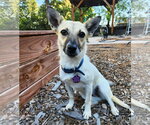 Small Rat Terrier Mix