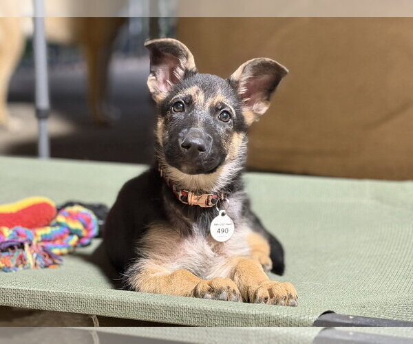Medium Photo #1 German Shepherd Dog Puppy For Sale in West Sacramento, CA, USA