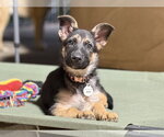 Frankie - Female German Shepherd Dog Dog for Adoption - Small photo