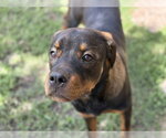 Small Rottweiler Mix
