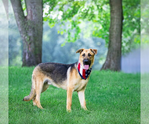 Medium Photo #2 German Shepherd Dog-Unknown Mix Puppy For Sale in Unionville, PA, USA