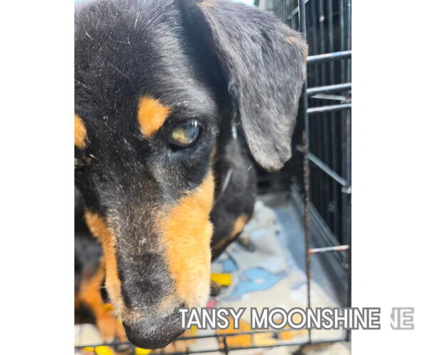 Medium Photo #6 Dachshund Puppy For Sale in San Antonio, TX, USA
