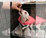 Small Photo #3 Chihuahua-Unknown Mix Puppy For Sale in Visalia, CA, USA