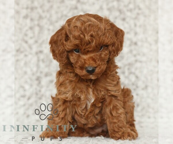 Medium Photo #3 Poodle (Toy) Puppy For Sale in NEW HOLLAND, PA, USA