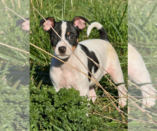 Medium Photo #1 Rat Terrier Puppy For Sale in MOLALLA, OR, USA