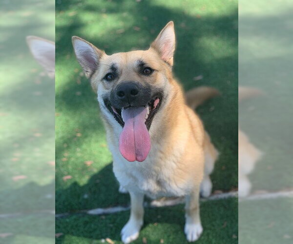 Medium Photo #1 German Shepherd Dog-Unknown Mix Puppy For Sale in Fremont, CA, USA